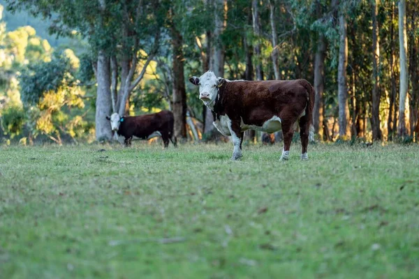 Nehir ve çimlerle kaplı bir havacılık arazisi. Sahilde sığır çiftliği ve deniz kenarında. Okyanus kıyısında ot otlayan ineklerle birlikte tarım.