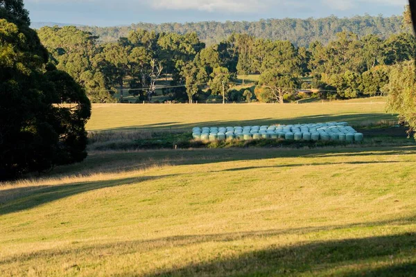 Nehir ve çimlerle kaplı bir havacılık arazisi. Sahilde sığır çiftliği ve deniz kenarında. Okyanus kıyısında ot otlayan ineklerle birlikte tarım.