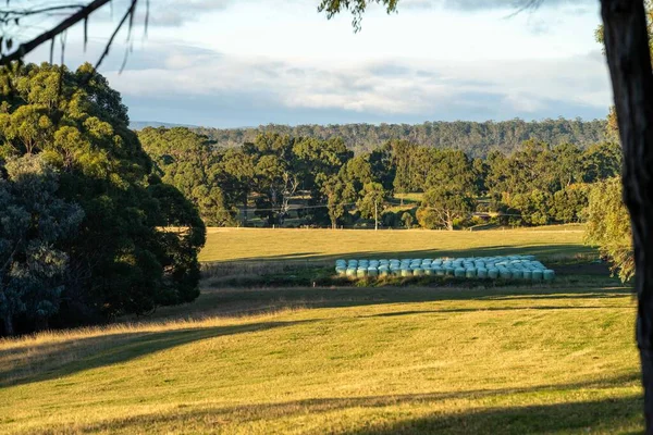 Nehir ve çimlerle kaplı bir havacılık arazisi. Sahilde sığır çiftliği ve deniz kenarında. Okyanus kıyısında ot otlayan ineklerle birlikte tarım.