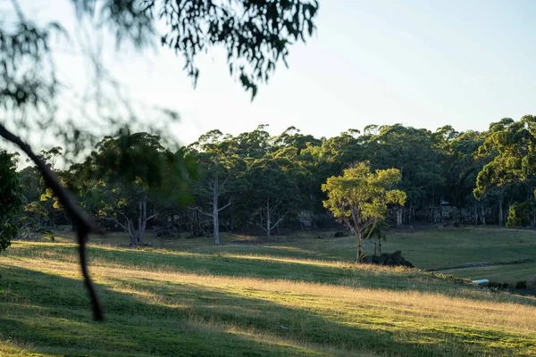 Nehir ve çimlerle kaplı bir havacılık arazisi. Sahilde sığır çiftliği ve deniz kenarında. Okyanus kıyısında ot otlayan ineklerle birlikte tarım.