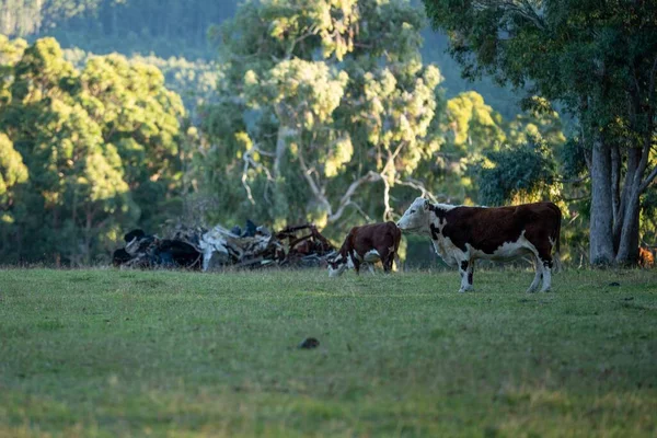Nehir ve çimlerle kaplı bir havacılık arazisi. Sahilde sığır çiftliği ve deniz kenarında. Okyanus kıyısında ot otlayan ineklerle birlikte tarım.