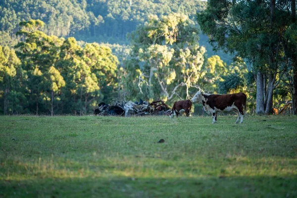 Nehir ve çimlerle kaplı bir havacılık arazisi. Sahilde sığır çiftliği ve deniz kenarında. Okyanus kıyısında ot otlayan ineklerle birlikte tarım.