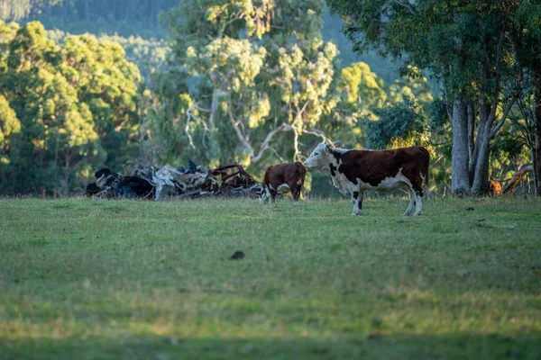 Nehir ve çimlerle kaplı bir havacılık arazisi. Sahilde sığır çiftliği ve deniz kenarında. Okyanus kıyısında ot otlayan ineklerle birlikte tarım.