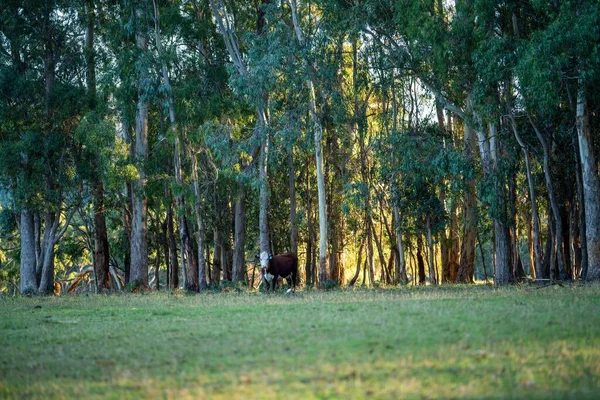 Nehir ve çimlerle kaplı bir havacılık arazisi. Sahilde sığır çiftliği ve deniz kenarında. Okyanus kıyısında ot otlayan ineklerle birlikte tarım.