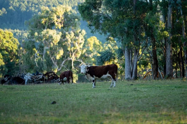 Paisaje Granja Aérea Con Río Hierba Rancho Ganado Playa Junto — Foto de Stock