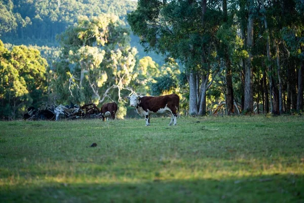Nehir ve çimlerle kaplı bir havacılık arazisi. Sahilde sığır çiftliği ve deniz kenarında. Okyanus kıyısında ot otlayan ineklerle birlikte tarım.