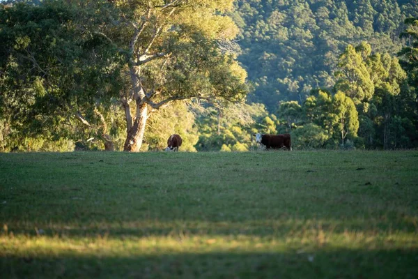 Nehir ve çimlerle kaplı bir havacılık arazisi. Sahilde sığır çiftliği ve deniz kenarında. Okyanus kıyısında ot otlayan ineklerle birlikte tarım.