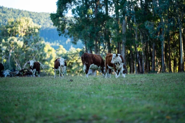 Nehir ve çimlerle kaplı bir havacılık arazisi. Sahilde sığır çiftliği ve deniz kenarında. Okyanus kıyısında ot otlayan ineklerle birlikte tarım.