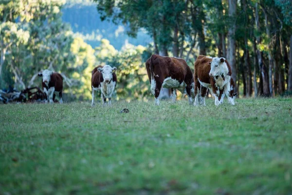 Nehir ve çimlerle kaplı bir havacılık arazisi. Sahilde sığır çiftliği ve deniz kenarında. Okyanus kıyısında ot otlayan ineklerle birlikte tarım.