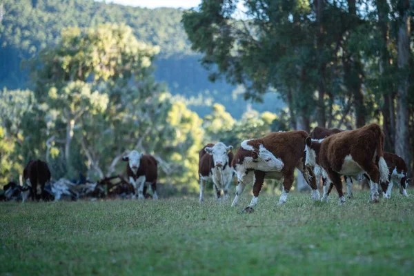 Paisaje Granja Aérea Con Río Hierba Rancho Ganado Playa Junto —  Fotos de Stock