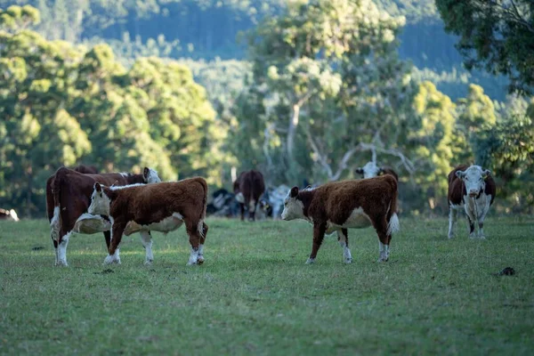 Paisaje Granja Aérea Con Río Hierba Rancho Ganado Playa Junto —  Fotos de Stock