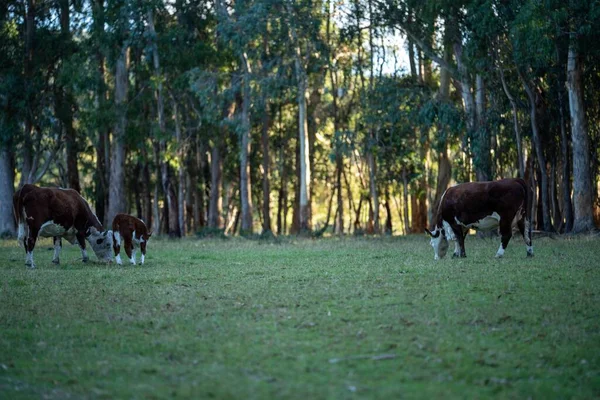 Nehir ve çimlerle kaplı bir havacılık arazisi. Sahilde sığır çiftliği ve deniz kenarında. Okyanus kıyısında ot otlayan ineklerle birlikte tarım.