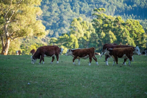Nehir ve çimlerle kaplı bir havacılık arazisi. Sahilde sığır çiftliği ve deniz kenarında. Okyanus kıyısında ot otlayan ineklerle birlikte tarım.