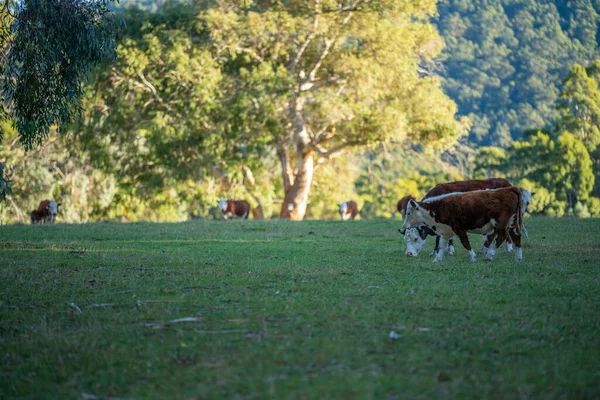 Nehir ve çimlerle kaplı bir havacılık arazisi. Sahilde sığır çiftliği ve deniz kenarında. Okyanus kıyısında ot otlayan ineklerle birlikte tarım.