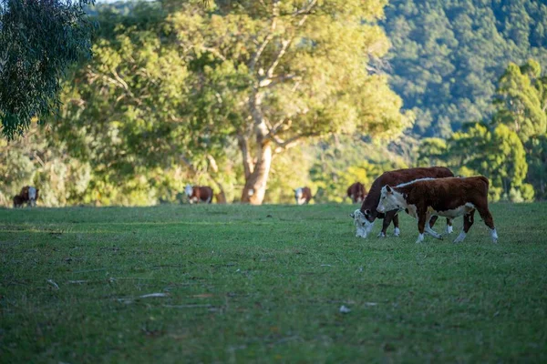 Nehir ve çimlerle kaplı bir havacılık arazisi. Sahilde sığır çiftliği ve deniz kenarında. Okyanus kıyısında ot otlayan ineklerle birlikte tarım.