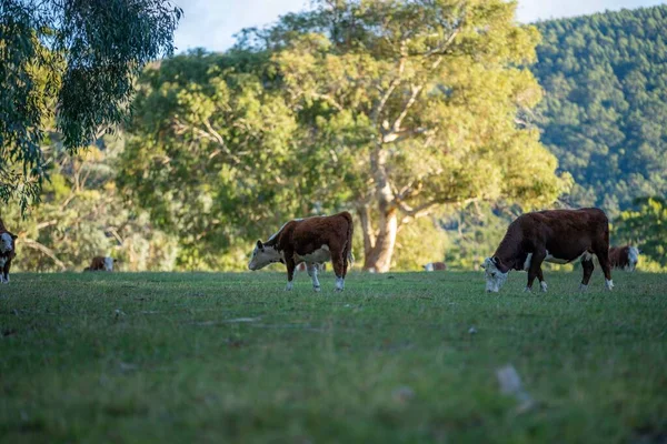 Nehir ve çimlerle kaplı bir havacılık arazisi. Sahilde sığır çiftliği ve deniz kenarında. Okyanus kıyısında ot otlayan ineklerle birlikte tarım.