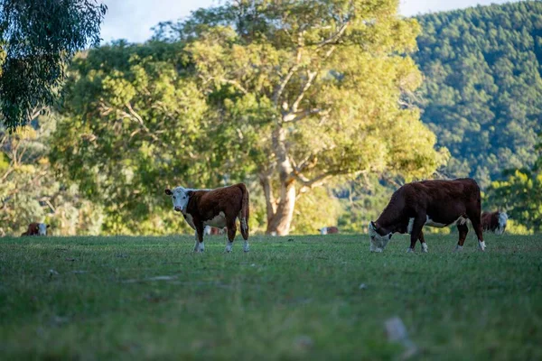 Nehir ve çimlerle kaplı bir havacılık arazisi. Sahilde sığır çiftliği ve deniz kenarında. Okyanus kıyısında ot otlayan ineklerle birlikte tarım.