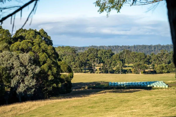 Nehir ve çimlerle kaplı bir havacılık arazisi. Sahilde sığır çiftliği ve deniz kenarında. Okyanus kıyısında ot otlayan ineklerle birlikte tarım.