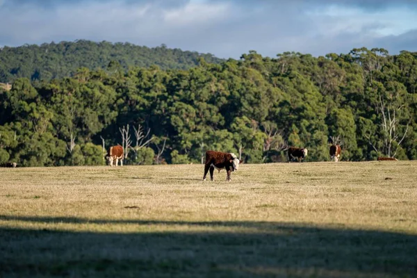 Nehir ve çimlerle kaplı bir havacılık arazisi. Sahilde sığır çiftliği ve deniz kenarında. Okyanus kıyısında ot otlayan ineklerle birlikte tarım.