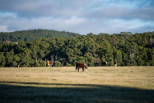 Nehir ve çimlerle kaplı bir havacılık arazisi. Sahilde sığır çiftliği ve deniz kenarında. Okyanus kıyısında ot otlayan ineklerle birlikte tarım.
