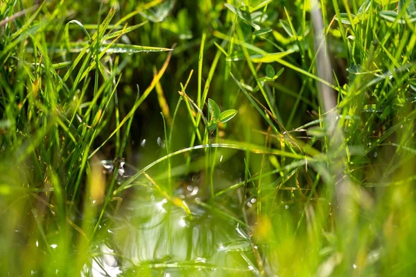 Bir tarlada otlayan inek sürüsü. Bir otlakta yenilenebilir angus sığırı. 