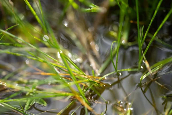 Bir tarlada otlayan inek sürüsü. Bir otlakta yenilenebilir angus sığırı. 