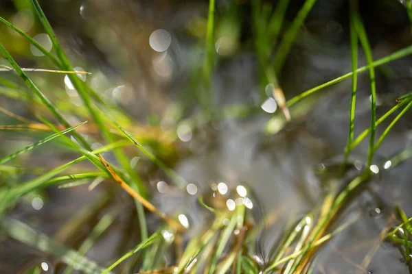 Bir tarlada otlayan inek sürüsü. Bir otlakta yenilenebilir angus sığırı. 