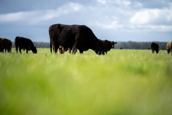 Rebaño Vacas Pastando Pasto Campo Ganado Angus Regenerativo Potrero —  Fotos de Stock