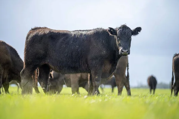Bir tarlada otlayan inek sürüsü. Bir otlakta yenilenebilir angus sığırı. 