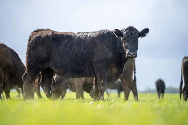 Bir tarlada otlayan inek sürüsü. Bir otlakta yenilenebilir angus sığırı. 