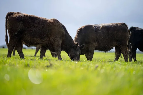 Bir tarlada otlayan inek sürüsü. Bir otlakta yenilenebilir angus sığırı. 