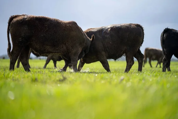 Bir tarlada otlayan inek sürüsü. Bir otlakta yenilenebilir angus sığırı. 