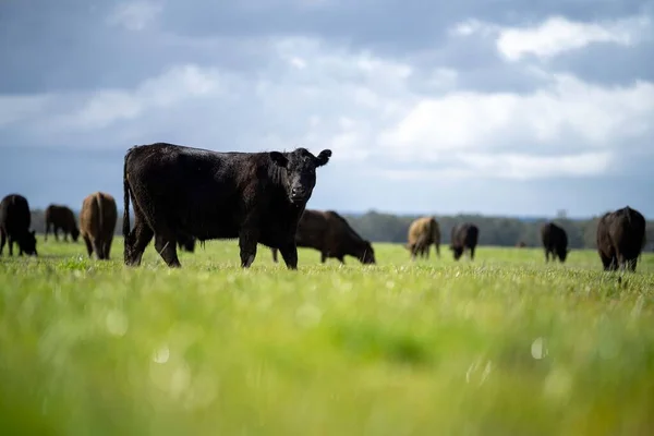 Eine Rinderherde Weidet Auf Einer Weide Auf Einem Feld Nachwachsende — Stockfoto