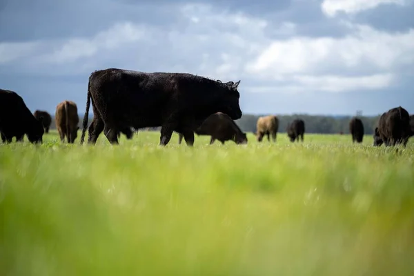 Rebaño Vacas Pastando Pasto Campo Ganado Angus Regenerativo Potrero —  Fotos de Stock