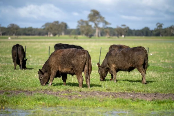 Bir tarlada otlayan inek sürüsü. Bir otlakta yenilenebilir angus sığırı. 