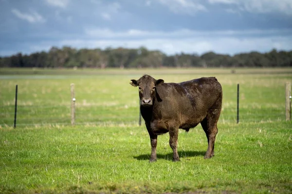 Bir tarlada otlayan inek sürüsü. Bir otlakta yenilenebilir angus sığırı. 