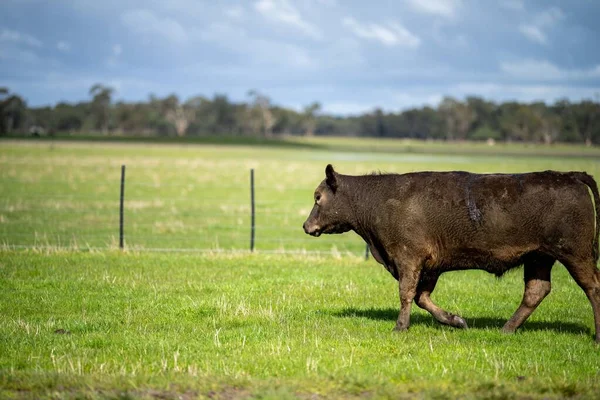 Bir tarlada otlayan inek sürüsü. Bir otlakta yenilenebilir angus sığırı. 