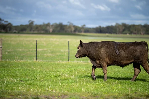 Bir tarlada otlayan inek sürüsü. Bir otlakta yenilenebilir angus sığırı. 