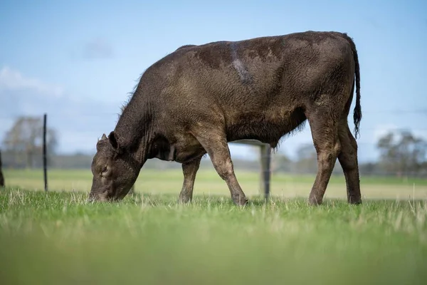 Bir tarlada otlayan inek sürüsü. Bir otlakta yenilenebilir angus sığırı. 