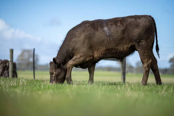 Bir tarlada otlayan inek sürüsü. Bir otlakta yenilenebilir angus sığırı. 