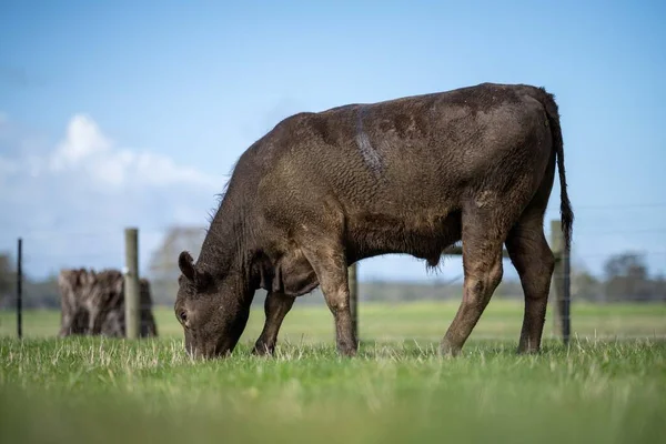 Bir tarlada otlayan inek sürüsü. Bir otlakta yenilenebilir angus sığırı. 