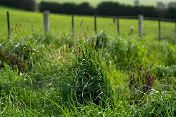 Bir tarlada otlayan inek sürüsü. Bir otlakta yenilenebilir angus sığırı. 