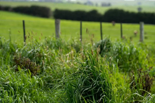 Bir tarlada otlayan inek sürüsü. Bir otlakta yenilenebilir angus sığırı. 