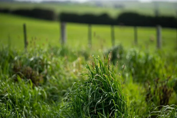 Bir tarlada otlayan inek sürüsü. Bir otlakta yenilenebilir angus sığırı. 