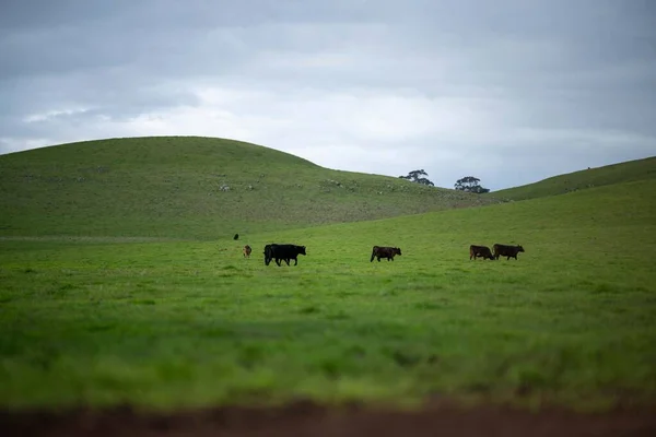 Manada Vacas Pastando Pasto Campo Gado Angus Regenerativo Uma Paddock — Fotografia de Stock