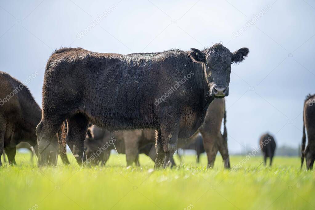 herd of Cows grazing on pasture in a field. regenerative angus cattle in a paddock 