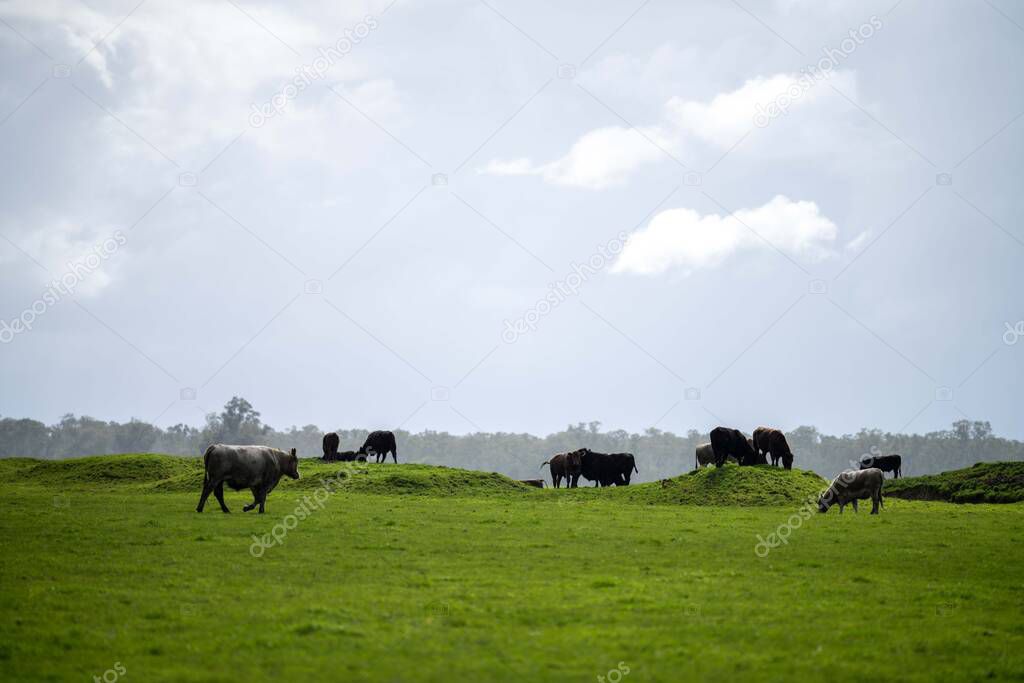 herd of Cows grazing on pasture in a field. regenerative angus cattle in a paddock 
