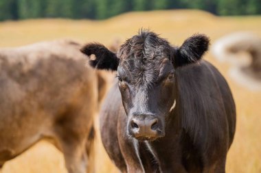 Beef cattle and cows in Australi