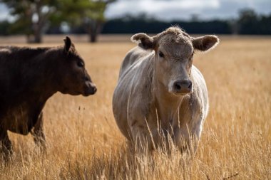 Beef cattle and cows in Australi
