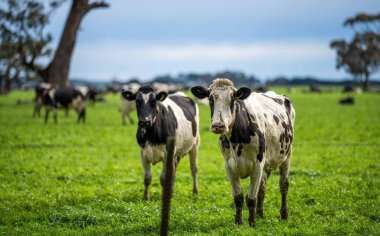 Beef cattle and cows in Australi